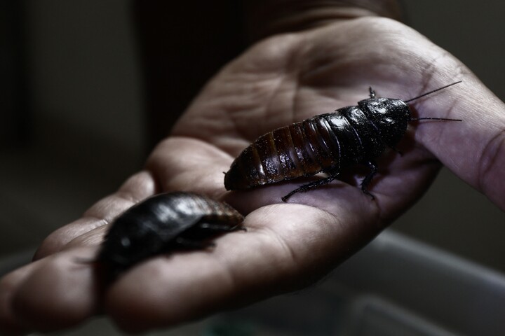 A szerelmes japán csótányok leharapják egymás szárnyait