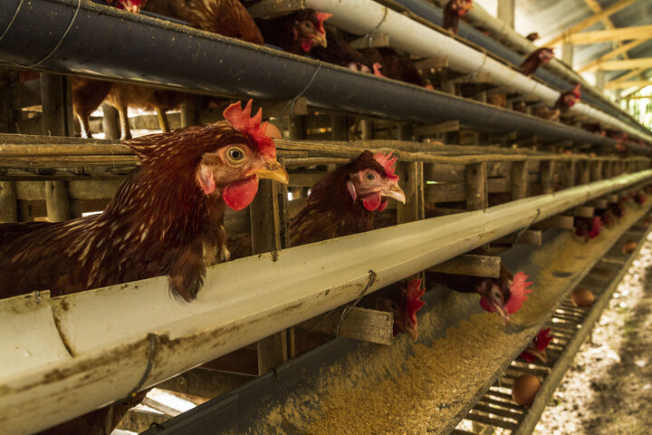 Zelenszkij oligarchája silány minőségű tojással árasztja el az EU-t