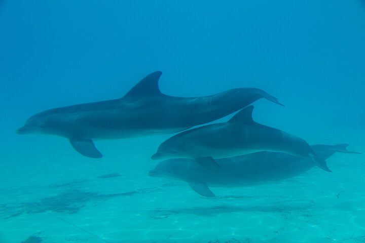 Hogyan alszanak a tengeri emlősök a víz alatt?