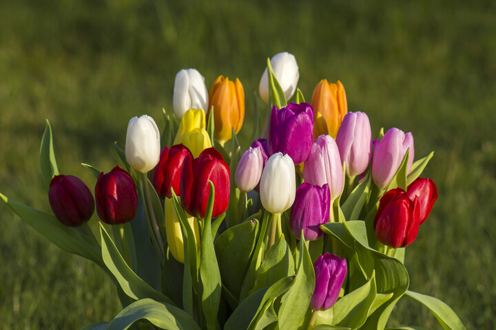 Fotó: NorthFoto Hat egyszerű trükkel hosszabb ideig élvezheti a tulipánjait