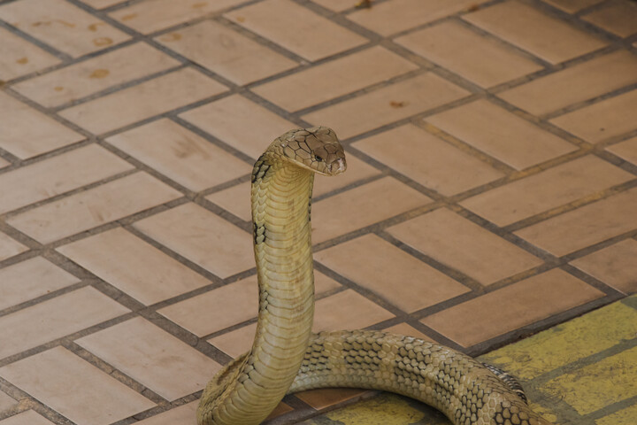 Veszélyes kígyók utaznak vonatokon