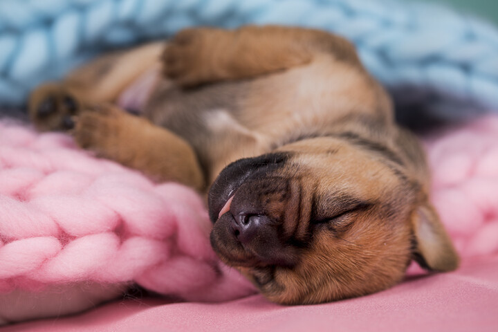 Álmodnak a kutyák?