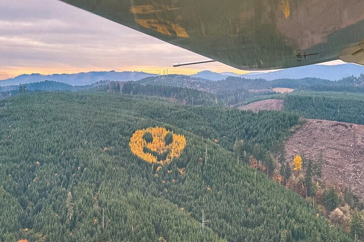 Ki áll az oregoni mosolygó erdő mögött?