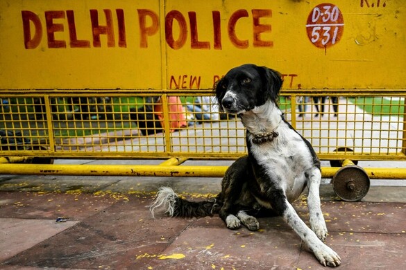 Tucatnyi kóbor kutyatetemet találtak egy faluban