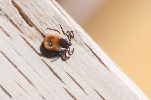A kullancsok még a rendkívüli fagyokat is túlélik