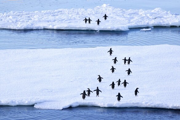 Betört az érintetlen kontinensre a rettegett vírus