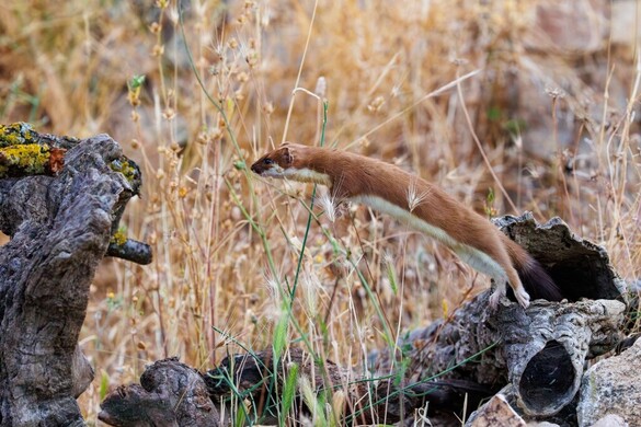 Kemény versenyben győzött a molnárgörény