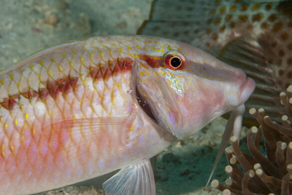 Megfulladhatnak a halak és a tengeri állatok?