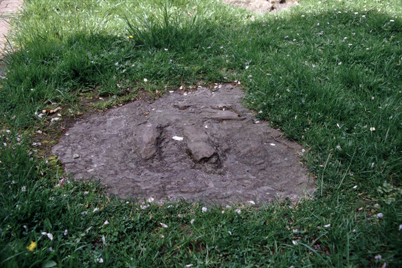 Egy 11 éves fiú által talált lelet bepillantást enged a 48 millió évvel ezelőtti múltba