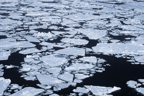 A tudósok először találtak veszélyes ragadozót az Antarktisz jeges vizeiben