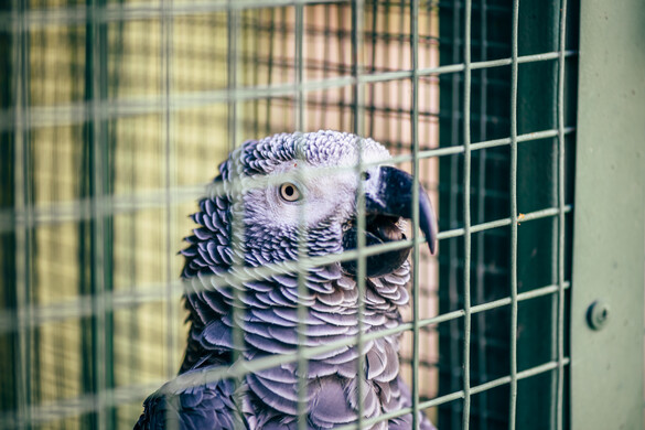 Papagáj segített a rendőröknek egy bonyolult gyilkosság felderítésében