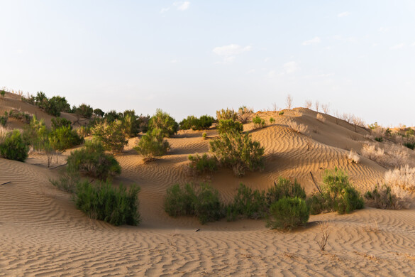 Kína rengeteg fát ültetett a Taklamakan-sivatag körül