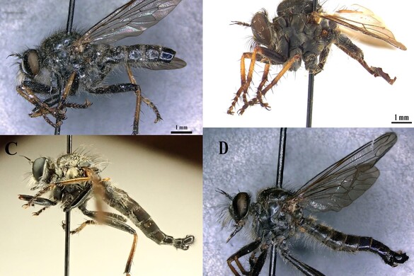 A legfiatalabb magyar, aki új állatfajt írt le hazánkban