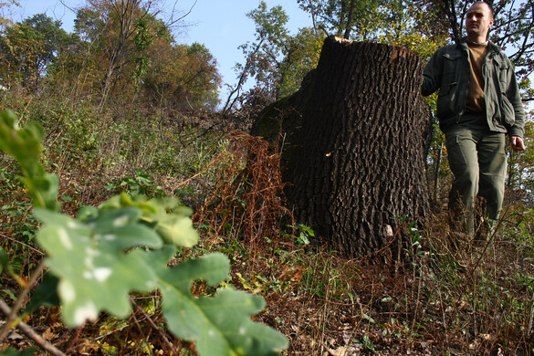 Erdész lopta a fát