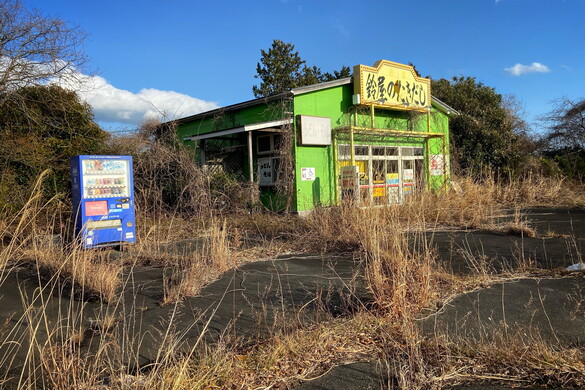 A radioaktív vaddisznó hibridek élik világukat Fukusimában a nukleáris katasztrófa után