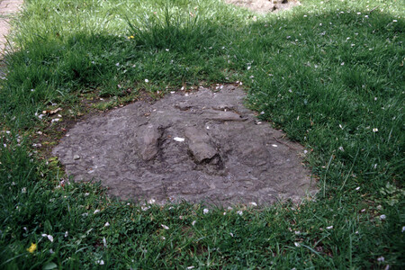 Egy 11 éves fiú által talált lelet bepillantást enged a 48 millió évvel ezelőtti múltba