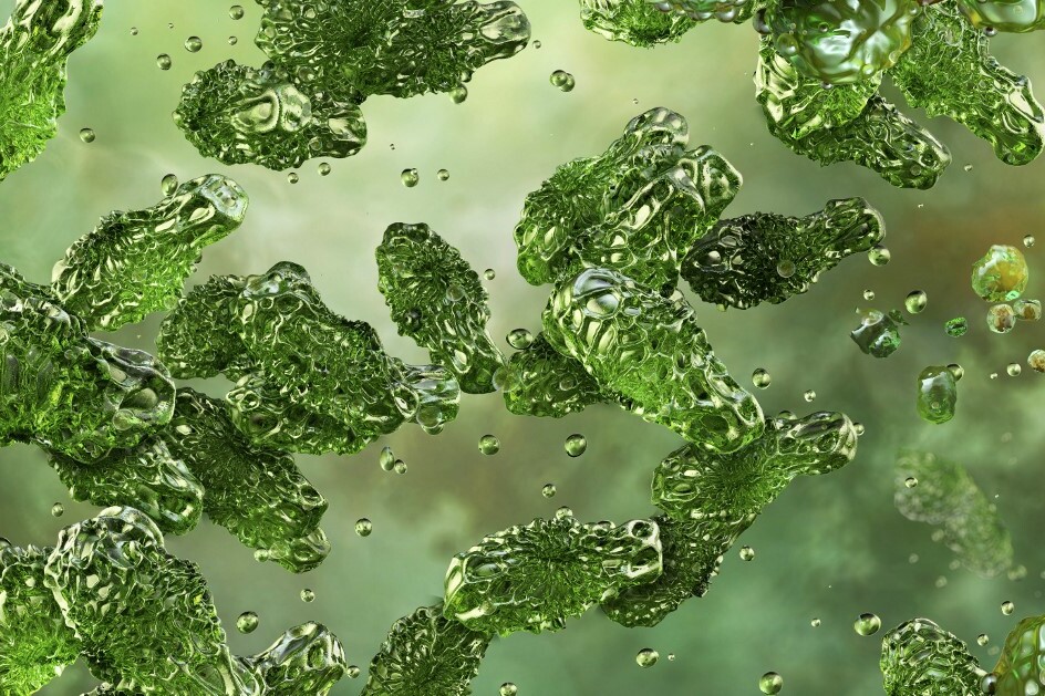 A Clostridium botulinum, a botulizmusért felelős baktérium illusztrációja. Ez a kórokozó mikroorganizmus az egyik legerősebb biológiai toxin termeléséről ismert.