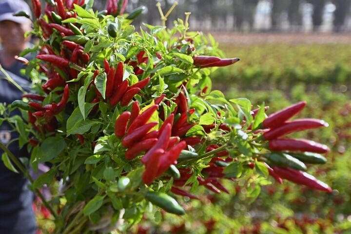 Honnan származik a paprika?