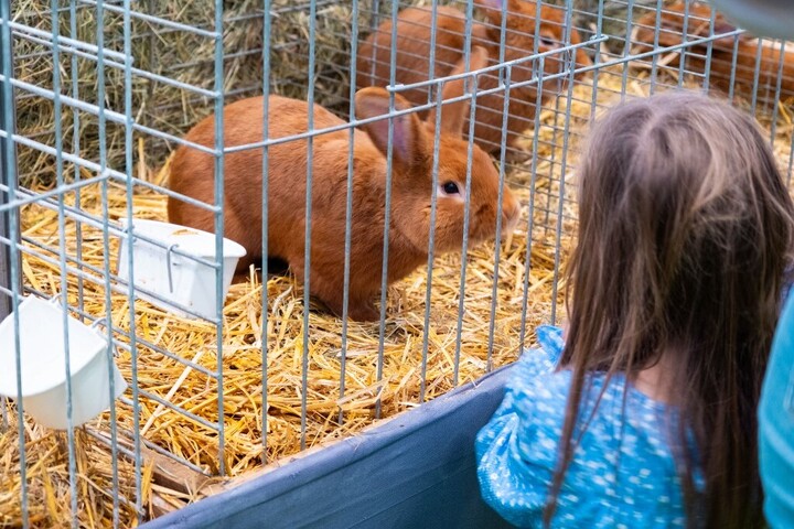 Nyúltartási információkat ad közre a Nyuszijogsi