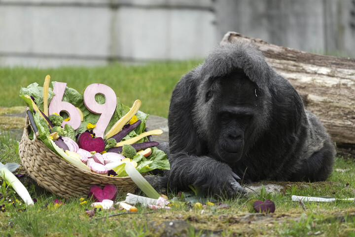 A világ legidősebb gorillája 69 éves lett