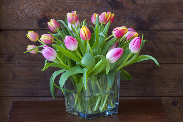 Fotó: NorthFoto Hogyan őrizzük meg a tulipánok frissességét hosszabb ideig