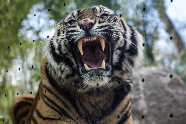 Fotó: AFP/John Macdougall Elszabadult egy tigris Lipcse közelében