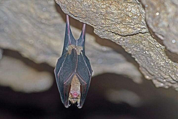 Fotó: Dominique Delfino / Biosphoto / Biosphoto via AFP Tanulhatunk a patkósdenevérektől?
