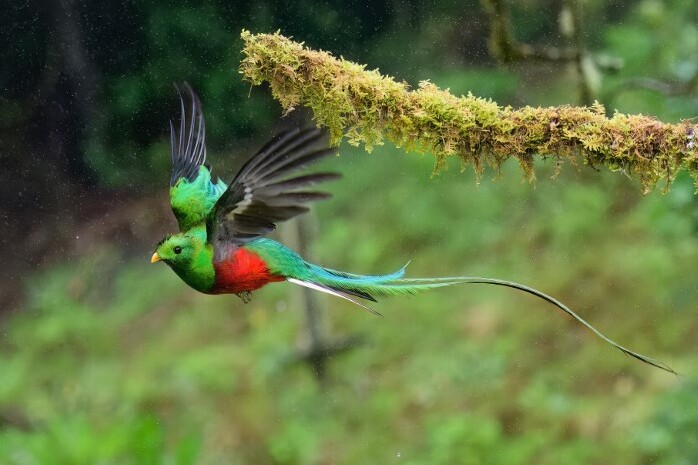 Fotó: robertharding via AFP/G&M Therin-Weise A világ egyik legkáprázatosabb madara, Costa Rica csodája?