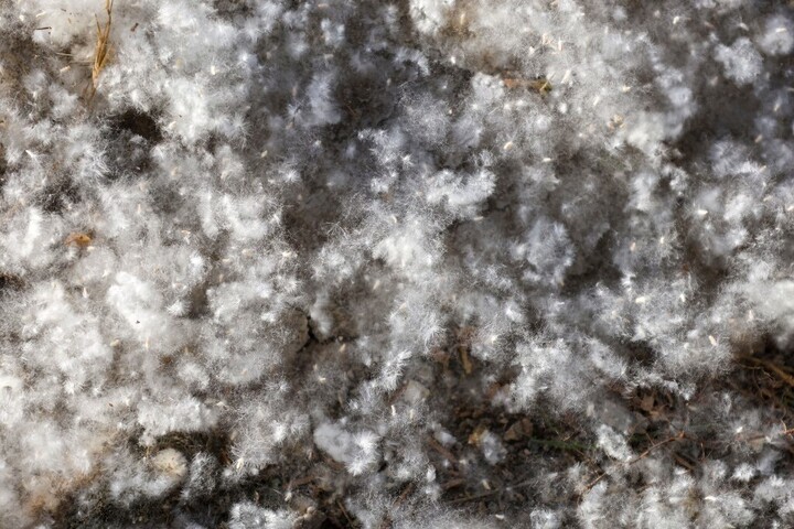 Fotó: Firdous Nazir / NurPhoto / NurPhoto via AFP Nem is pollen, mégis kínoz - Veszélyes lehet a nyárfa pihéje?