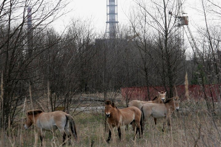 Fotó: NorthFoto/(C) HU, RO, BG, UA, SCG/ Northfoto/Sergey Starostenko Véletlen Édenkert: Csernobil rendkívül ritka állatok menedékévé vált