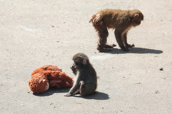 Betörtek a Punch nevű kismajomhoz