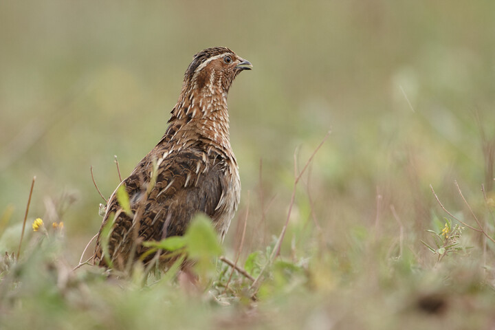 Fotó: Biosphoto via AFP/Eduardo Ayala-Santibanez Vigyázzon a mérgező madarakkal!