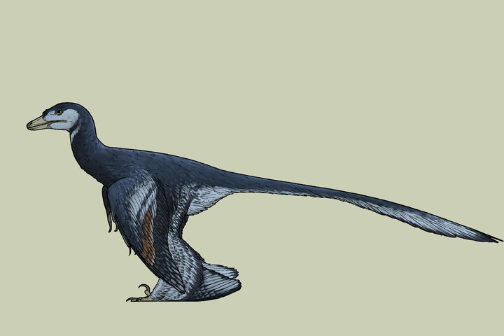 Fotó: Wikipedia/Connor Ashbridge Új dinoszauruszfajt fedeztek fel