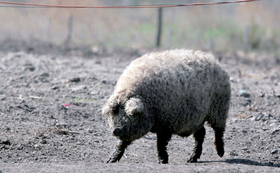 Fotó: mh Román lett a mangalica?