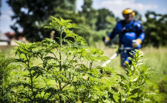 Parlagfű irtás 576