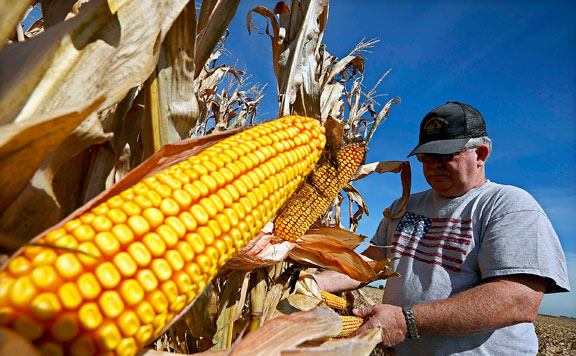 Forrás: mh gmo