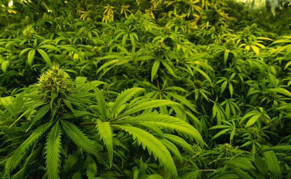 cannabis