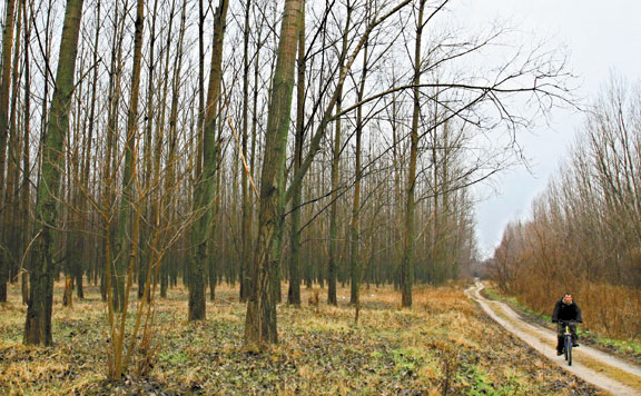 erdő 20150128