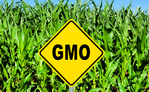 lead gmo