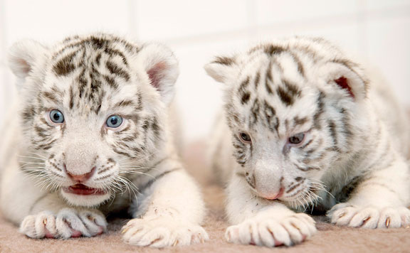 tigris