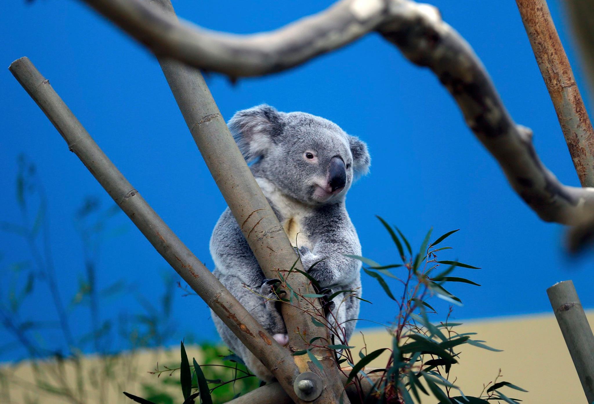 koala
