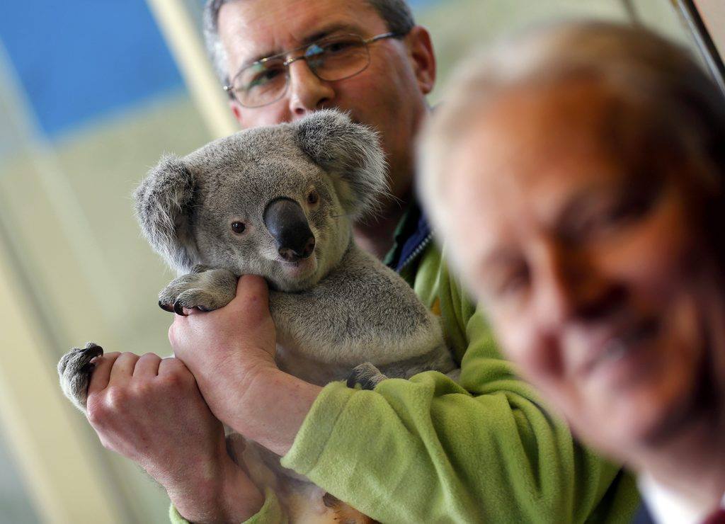 koala