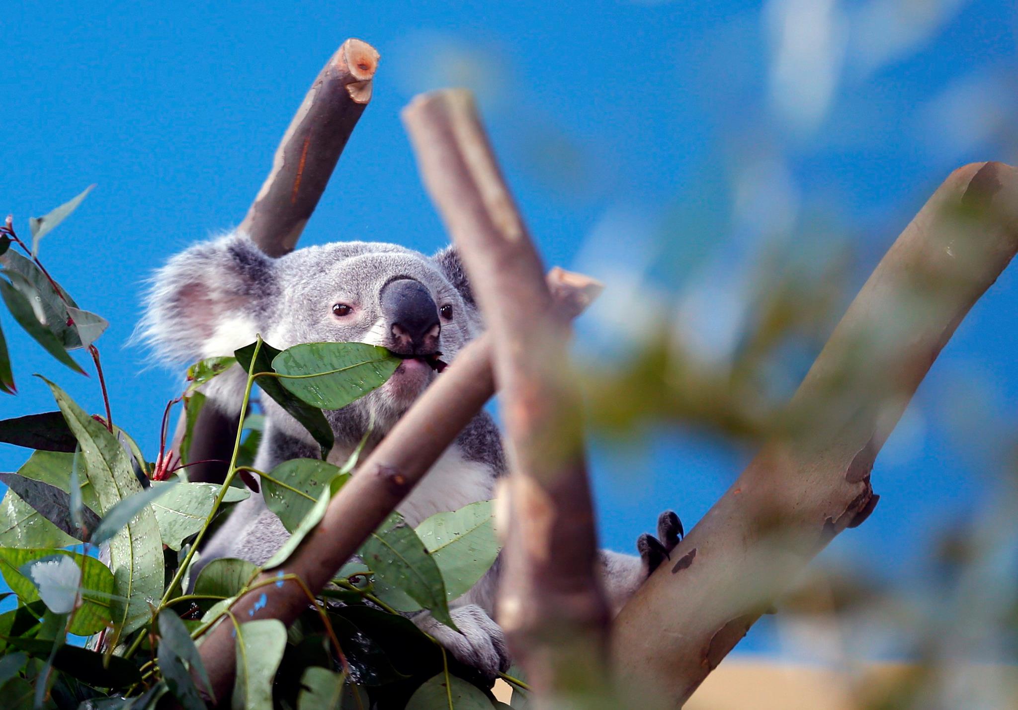 koala