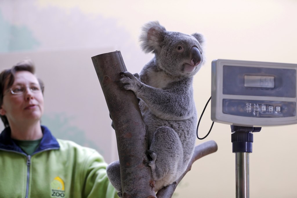 koala