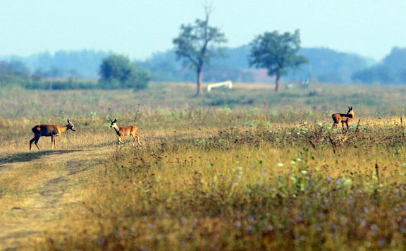 Fotó: MH Több ezer hektár legelőt ad bérbe a Hortobágyi Nemzeti Park Igazgatóság
