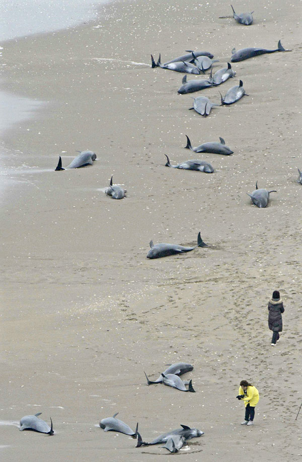 delfin