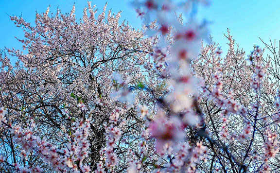 gyümölcsös 20150421