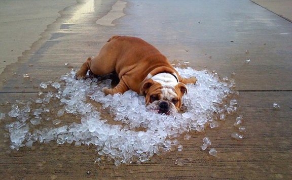 Forrás: mh lead kánikula