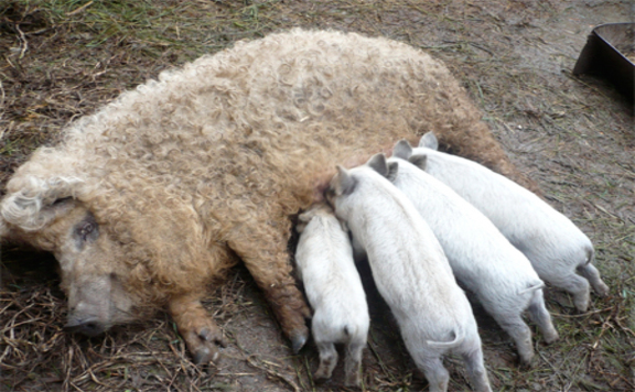 Mangalica