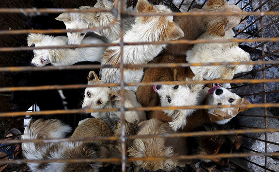 yulin576